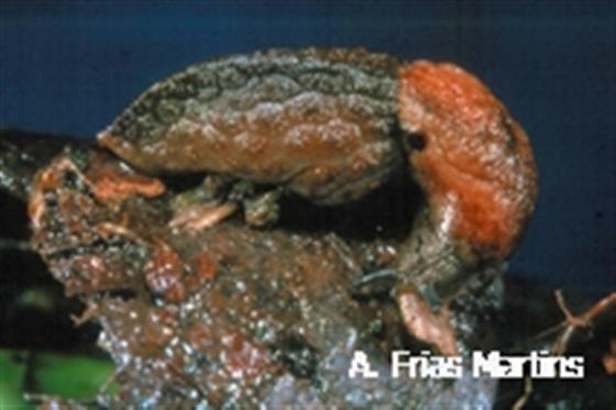 Plutonia atlantica (Morelet, 1860)